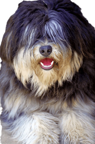 Perro pastor portugués