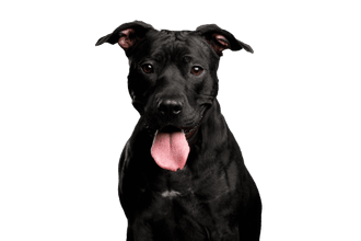 Pit bull terrier americano