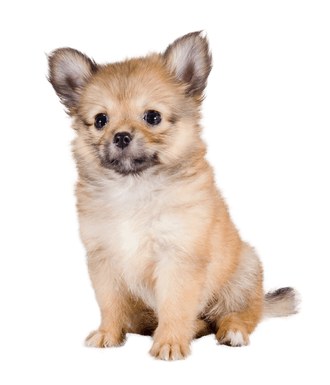 Pomchi