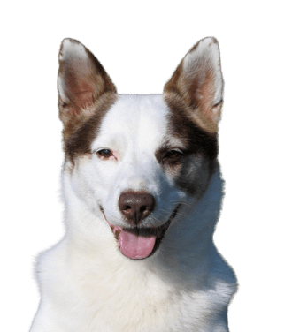 Pastor alemán Mezcla de Jack Russell Terrier