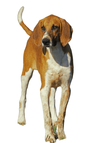 Grand chien courant anglo-français blanc-orange