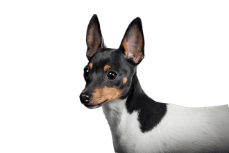 Toy Fox Terrier