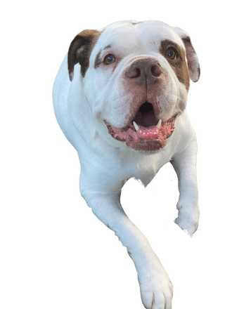 Alapaha Blue Blood Bulldog