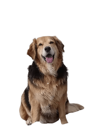 Retriever australien Retriever australien