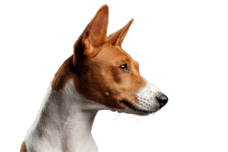 Basenji