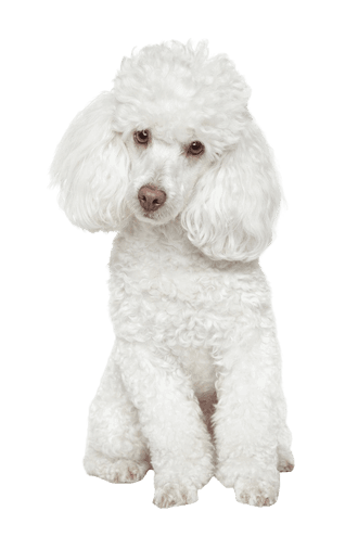 Caniche Caniche
