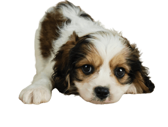 Cavachon