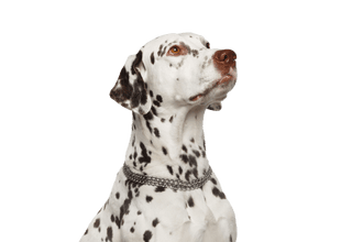 Dalmatien Dalmatien