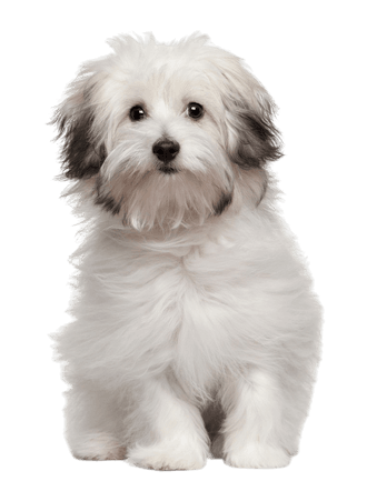 Bichon Bolognais