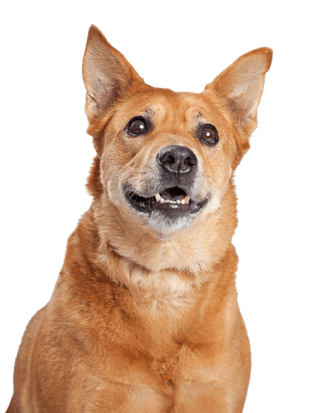 Dingo américain Dingo américain