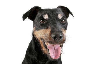 Terrier de chasse allemand