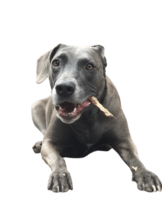 Blue Lacy