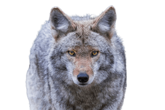Coyote Coyote