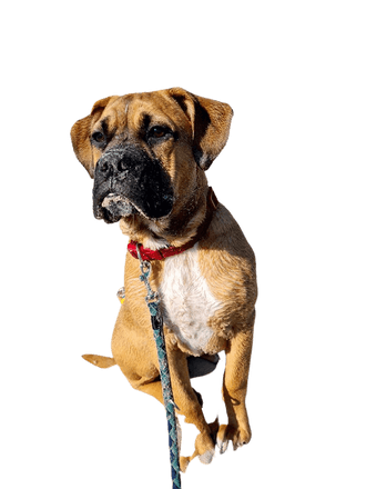 Bouledogue anglais de Bordeaux