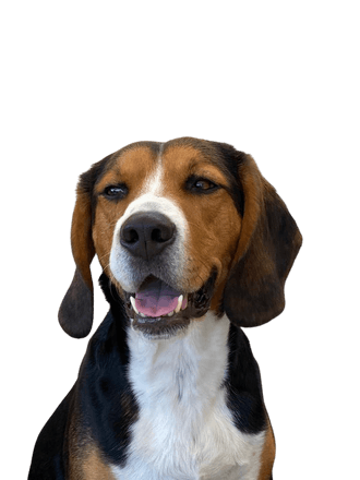 Beagle de l'Entlebuch