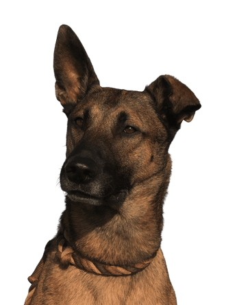 French Malinois