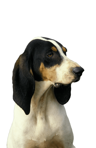 Grand chien courant tricolore anglo-français