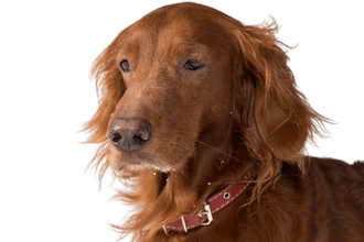 Setter irlandais rouge