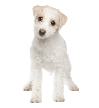 Bichon maltais Jack Russell Mix