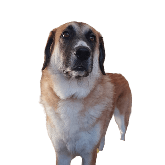 Kangal Shepherd