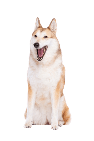 Laika Laika