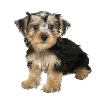 Morkie