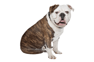 Olde Bouledogue anglais