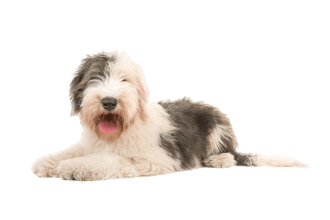 Chien de berger anglais ancestrai 