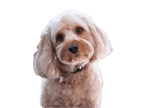 Cockapoo Cockapoo