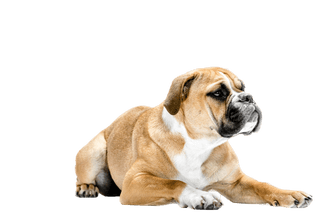 Bouledogue continental