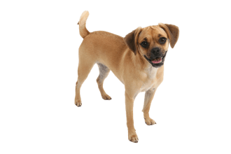 Puggle Puggle