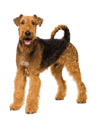 Airedale Terrier