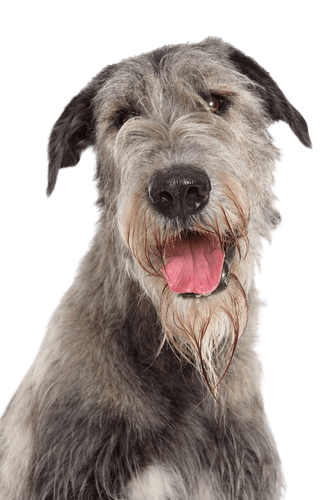 Wolfhound irlandais