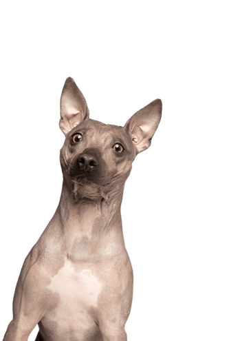 American Hairless Terrier