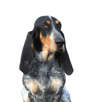 Basset bleu de Gascogne