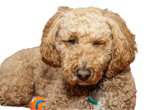 Ausztrál labradoodle