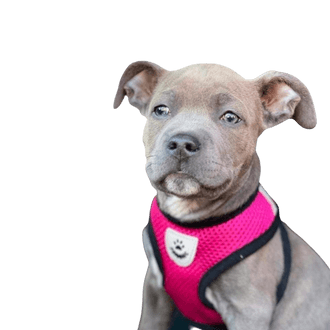 Amerikai staffordshire bully terrier