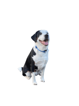 Appenzell Russell Terrier