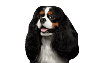 Cavalier King Charles spániel