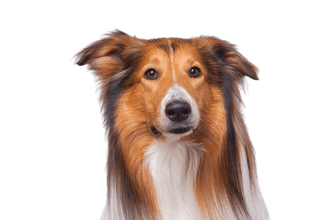 Collie Collie