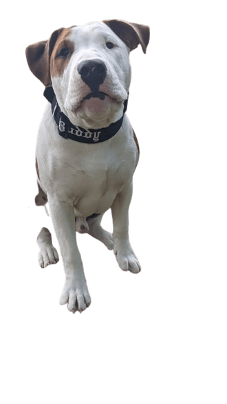 Angol bulldog terrier