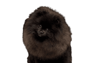 Német spitz Német spitz