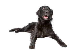 Flat Coated Retriever Flat Coated Retriever