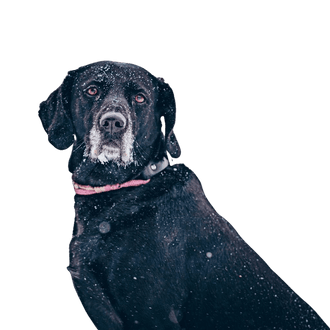 Golden Retriever-Prager Rattler Mix