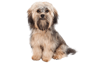 Havanese