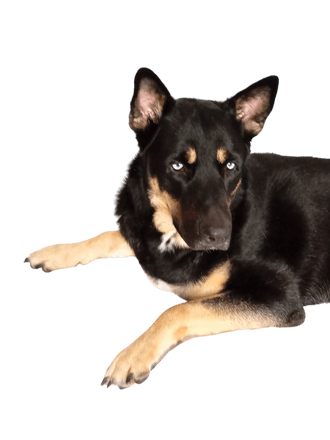 Husky Beauceron keverék