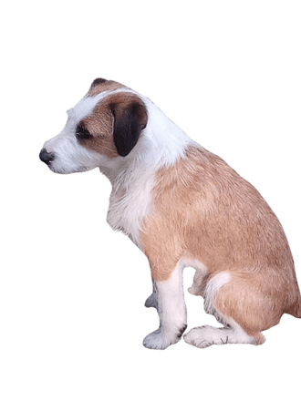 Parson Fox terrier