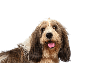 Petit Basset Griffon Vendeen