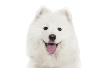 Samoyed