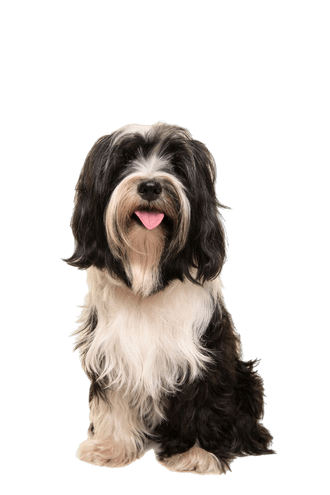 Tibeti terrier